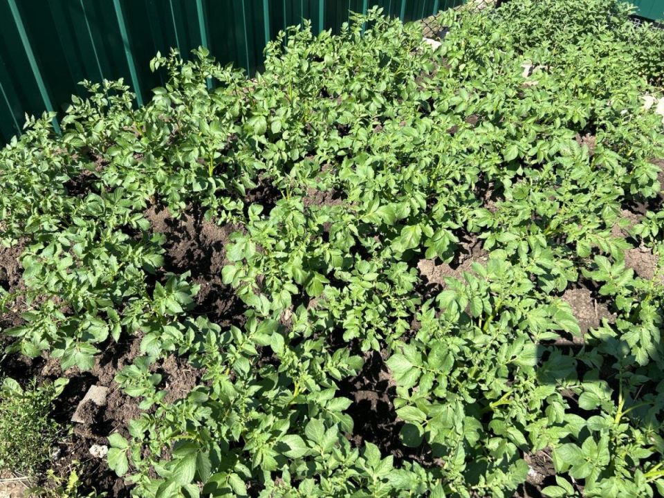 Способы выживания картошки в условиях засухи: секреты дачников