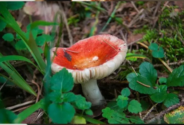 Закончится плохо: Гинзбург ответил, безопасно ли собирать грибы