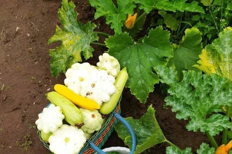 Как спасти кабачки от желтения и гниения в августе