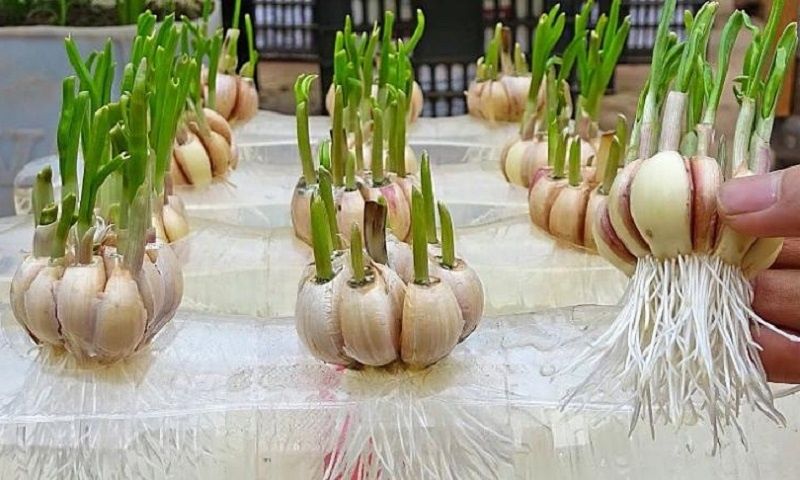 Как вырастить рекордное количество чеснока на балконе: необычный метод без грядок