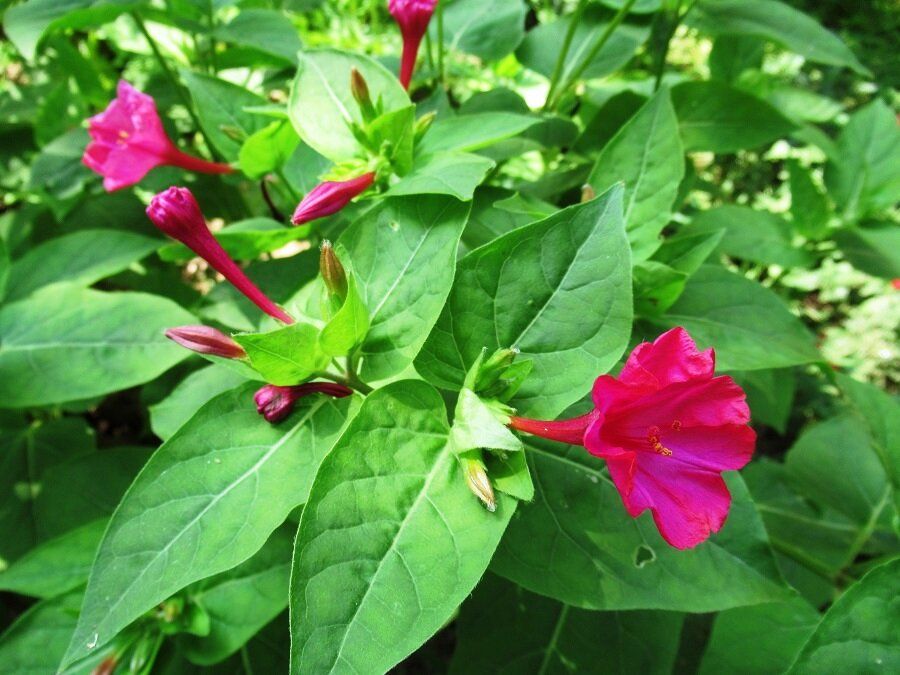 Мирабилис: не только ночная красавица, но и незаменимый элемент вашего сада