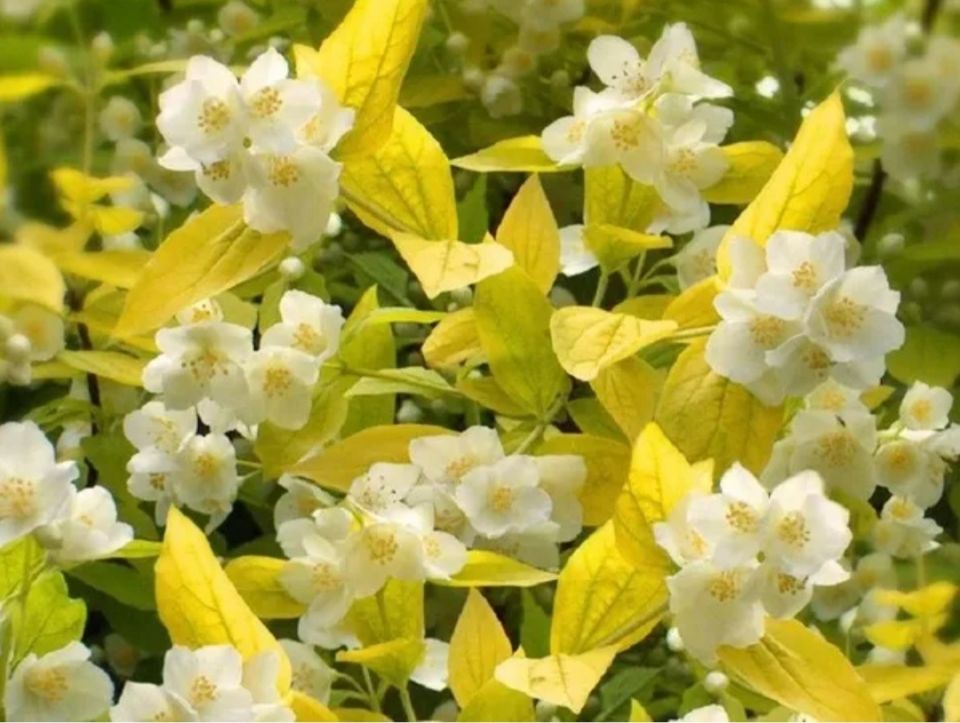 Ароматные чубушники: невероятные сорта для вашего сада