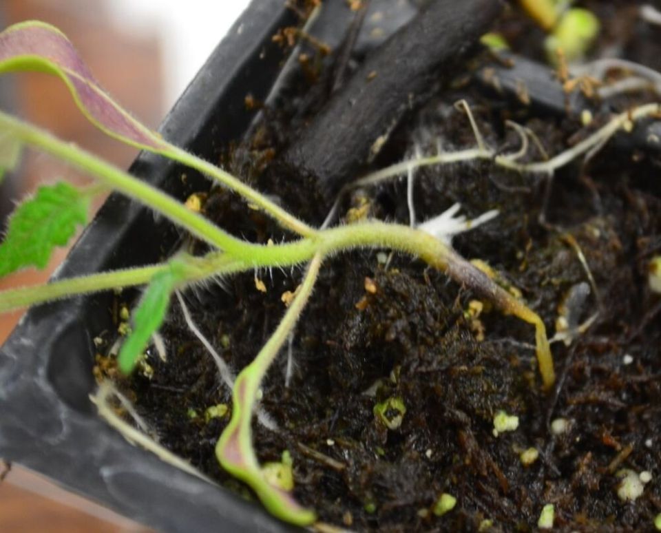 Как справиться с корневой гнилью томатов: советы для огородников