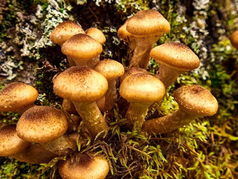 �����: ������ ����, ������� ����� ������