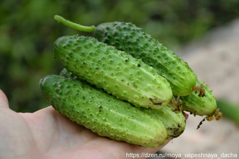 Новый сорт огурцов, который покорил дачников