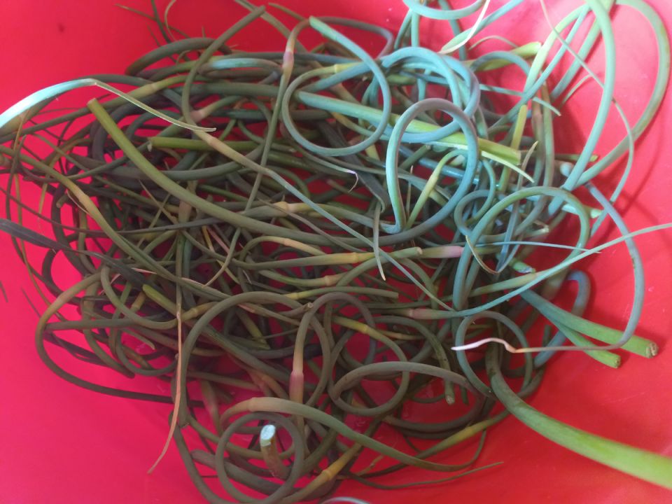 Что делать с чесночными стрелками: секреты приготовления изысканных намазок