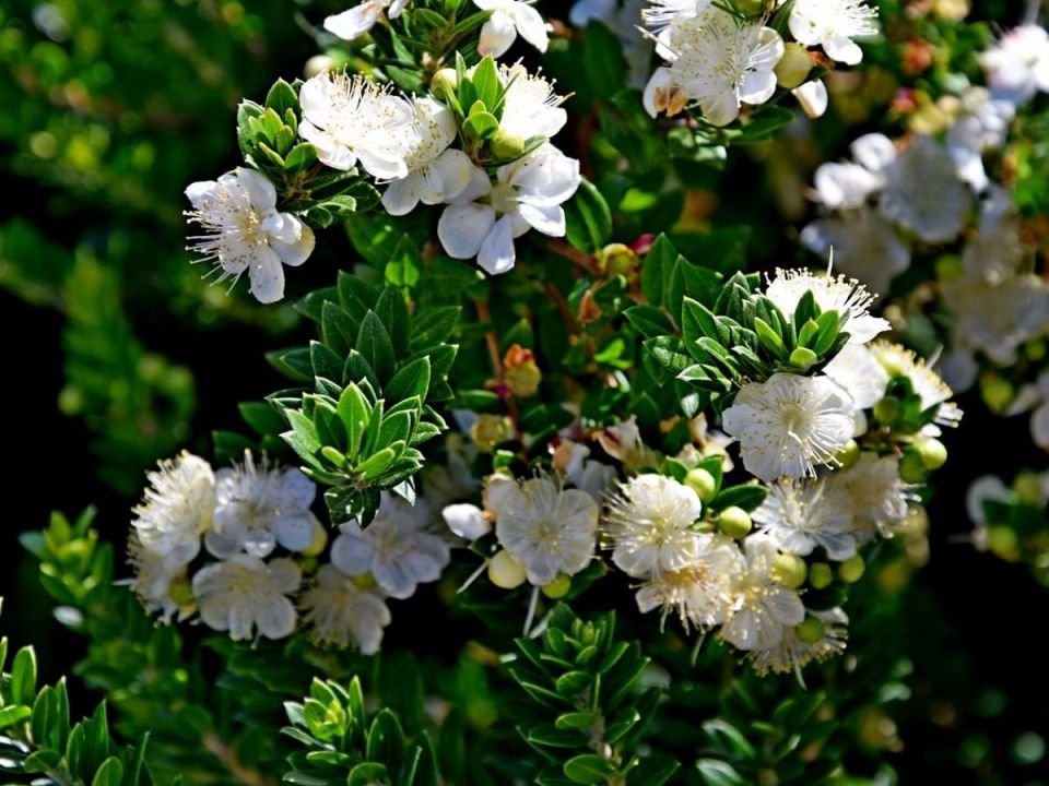 �������� ��������: ���� � ���������� ��� ����