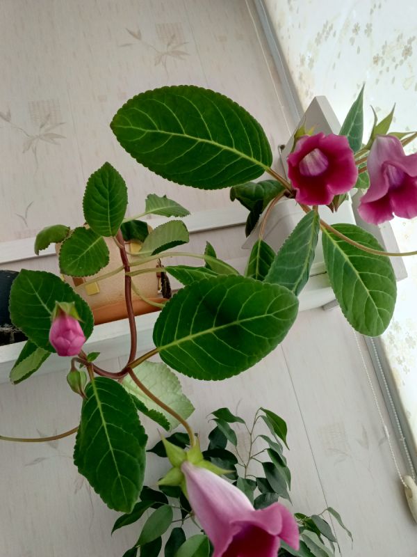 Как справиться с внезапной болью в пятке: советы и рекомендации