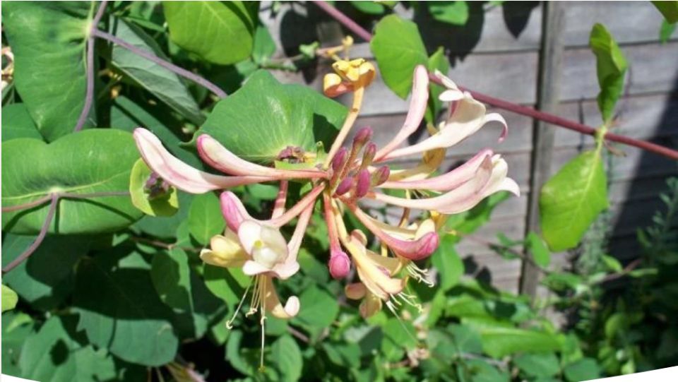 Как вырастить жимолость: секреты успешной посадки и ухода за вьющимся растением