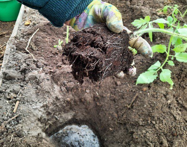 Как выбрать идеальное удобрение для ваших томатов в 2025 году