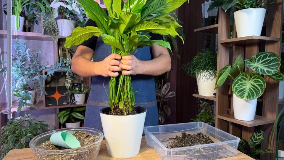 Спатифиллум: как избежать трех фатальных ошибок при пересадке