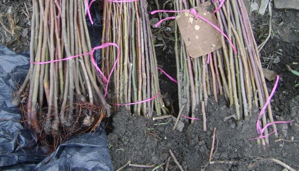 Как правильно прикопать саженцы на зиму: советы по сохранению растений