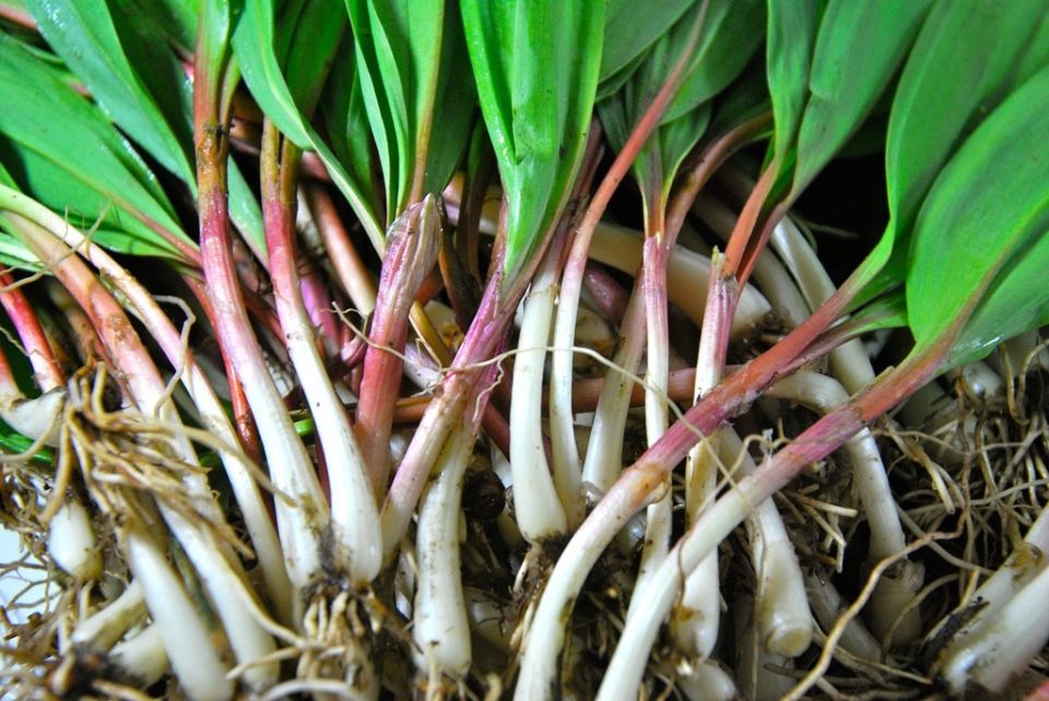 Как вырастить черемшу на своем участке