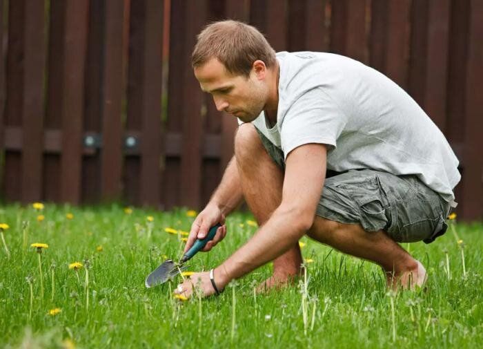 Как успешно бороться с сорняками от соседей: советы и хитрости