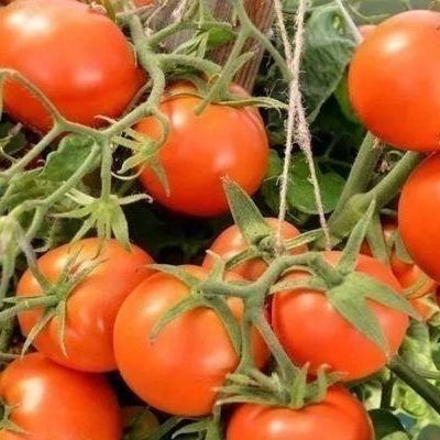 Томат Альфа: ваш надежный помощник для раннего урожая прямо с грядки