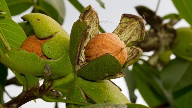 ��� ��������� ������� ����� ���� � ������� ��������: ����������� ������