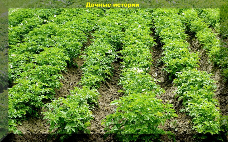 ����� ������ �� ���������: ���������� ����� ��� ������ �������