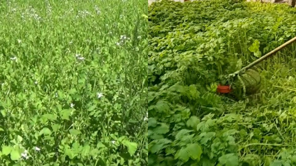 ��� ������ �������� ������������ ������ � ��������� � �������