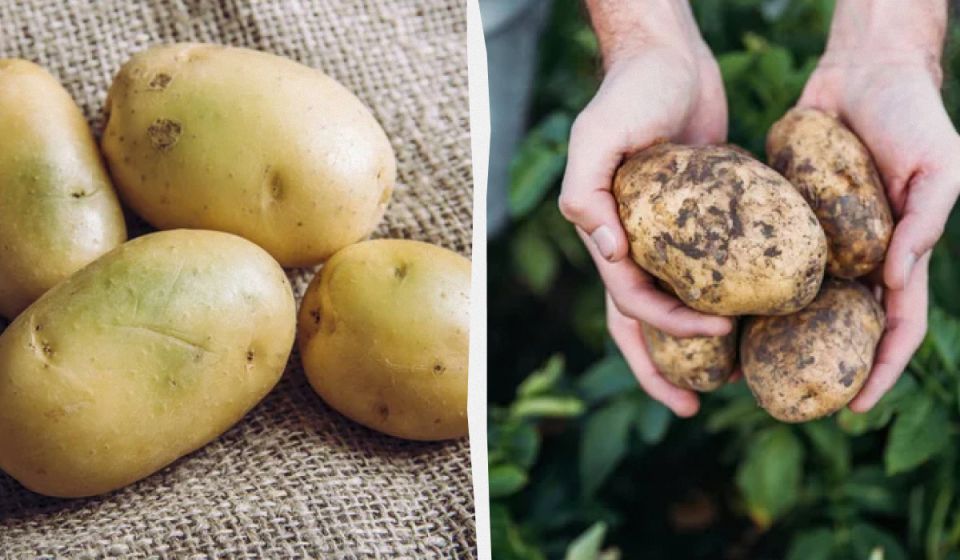 ������ ��������� �������� � ��� � ��� ������: ������ ����� ��� ��������