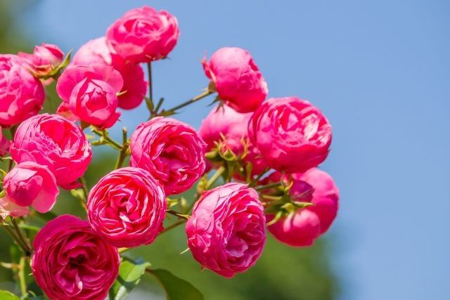 ��� ������� ��������� ����� ��� ��� ������ ����: �������� ������ � ���������