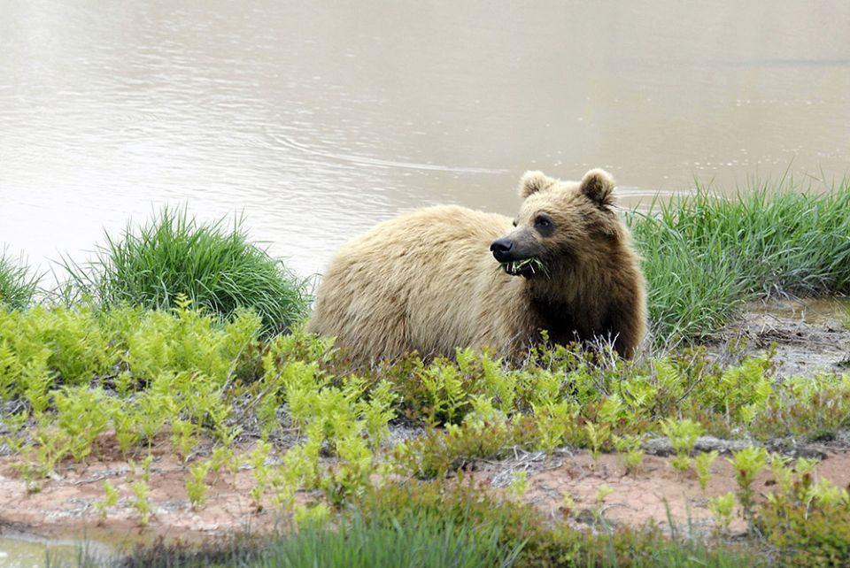 ������ �� ��������� ������ ������������: ������ �� ������� ��� ������ ��������?