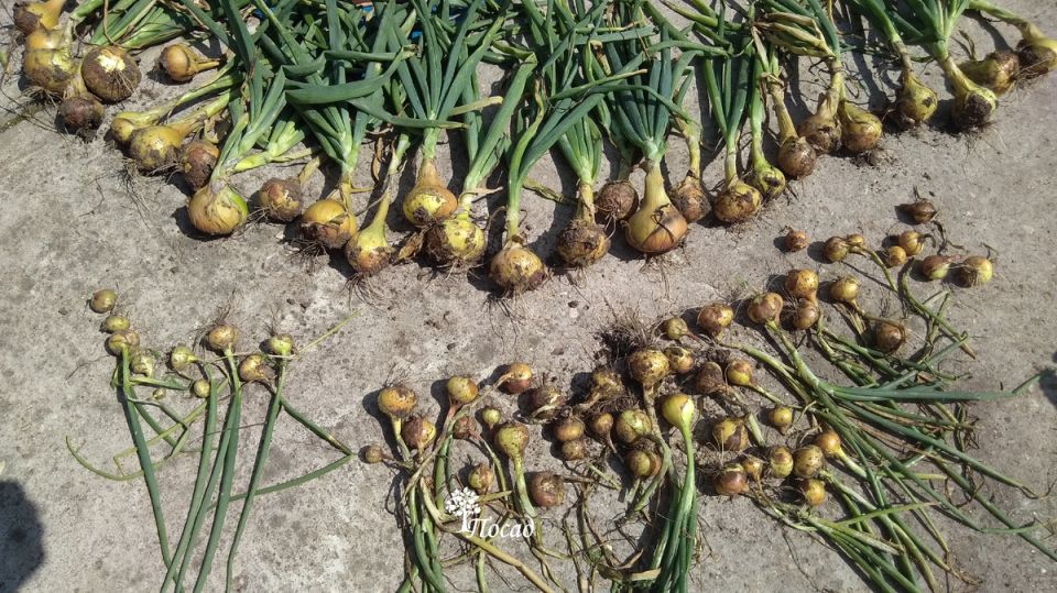 ������� ��������� ����� � �������� ����: ������ ���������