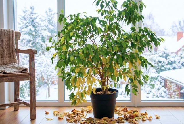 ����� ����� ���������� ��������� � ������ �����: ��� ��� ����� �� �������