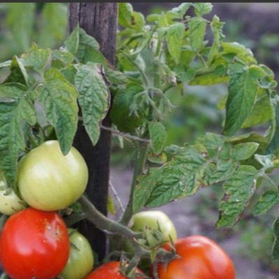 ����� ������: ������������� ����� ������ �������