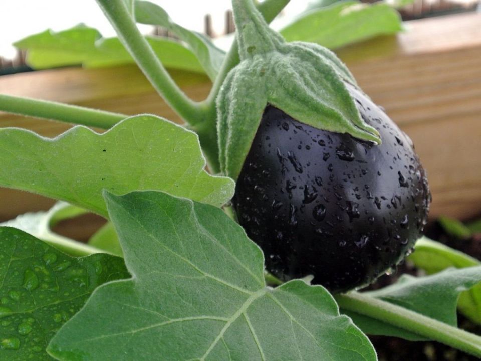 ��� �������� �������� ���������: ������� � ������ ��� ���������