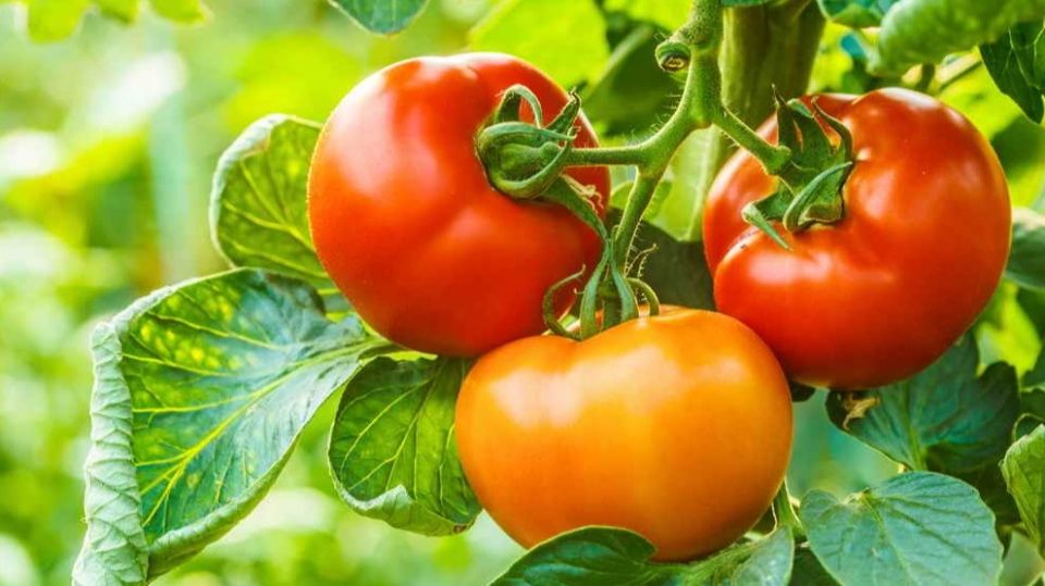 ��� ������� ������ ����� �������: ����������� ������� �� ���������