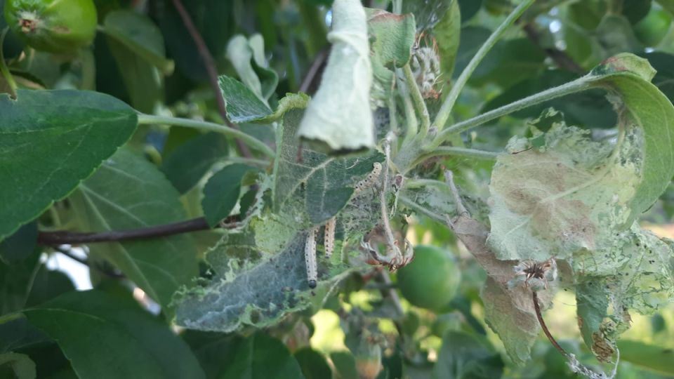 Спасите сад уже в эти выходные: защита яблонь от нежданных вредителей