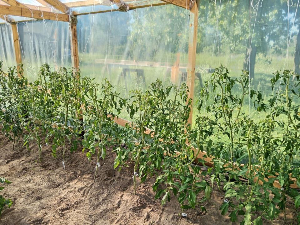 1 ст. л для полива томатов в июле: как успеть обеспечить хороший урожай