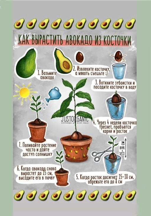 Авокадо: как стать звездой домашнего садоводства