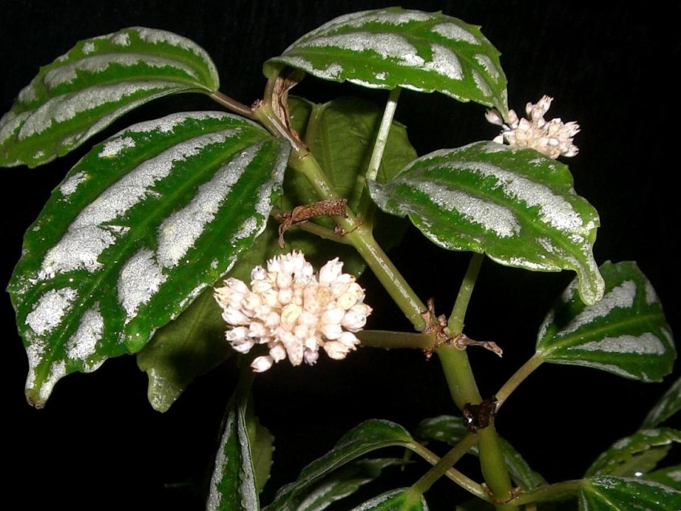 Температура 18–24 градуса: как это влияет на рост пилеи