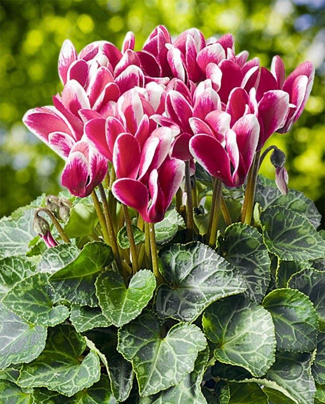 ������ ������� ������ ��������� ��������