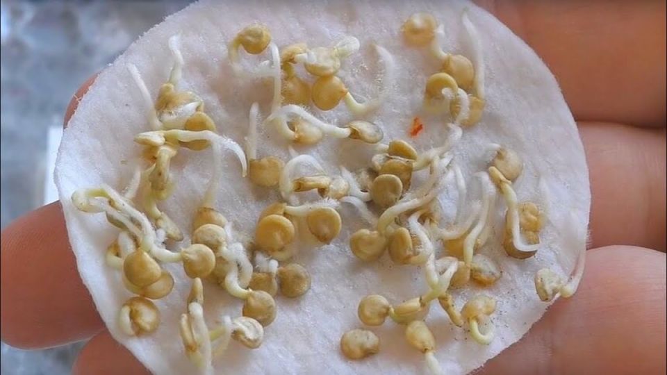 ������� �������� �����: ����������� ����������� ��� �����