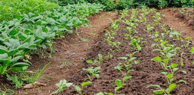 Как ширина тропинок может изменить ваш урожай и здоровье