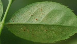 ��������� ���� �� ��������� ���������: ������� ������ ���������� � �������� ��������