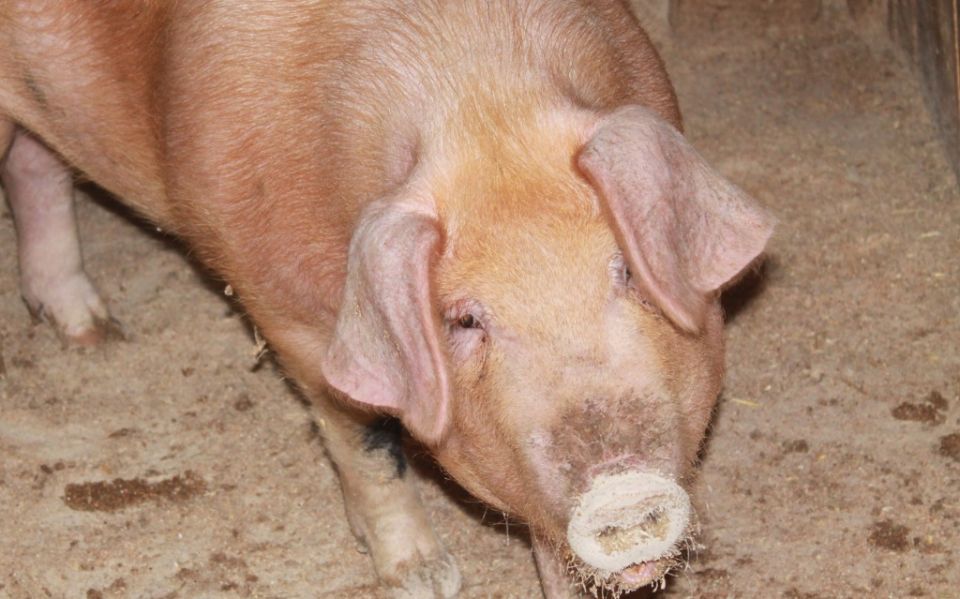 Уход за свиноматкой до и после опороса: спокойное руководство по сезону.