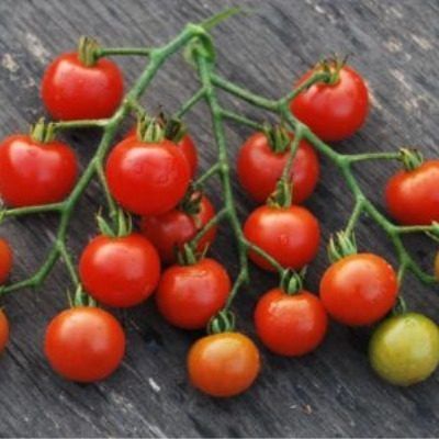 Томат Виноградный: декоративный сорт с сладкими гроздьями плодов для сада