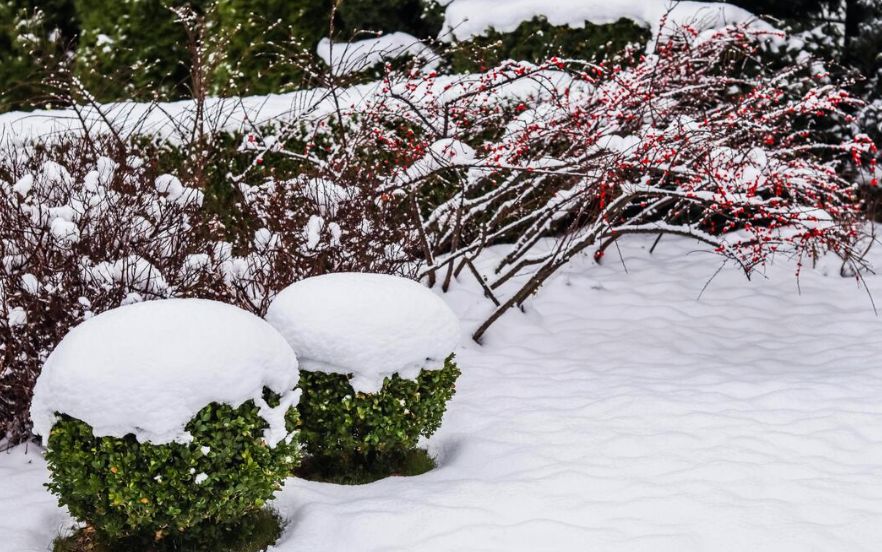 Декабрьские заботы на участке: разумный план подготовки к будущему урожаю