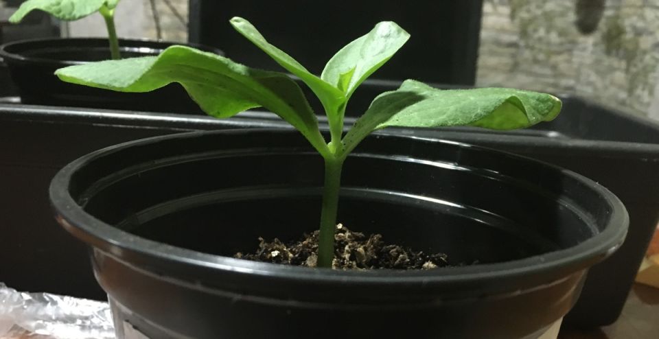 �������� �������� �� �����: ��� ������ ���� � ����� �� ����� � ����� ���