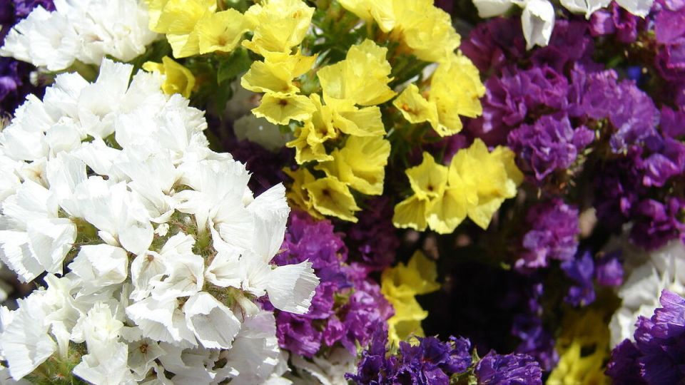 Статица у вас дома: простые принципы ухода и выращивания