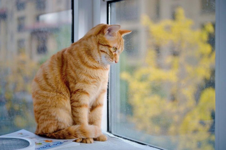 О чем на самом деле думают коты: наблюдение за их настроением