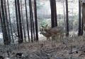 Уважаемые забайкальцы! В связи с лесными пожарами возможны выходы обитателей леса на места, где могут встретиться с человеком