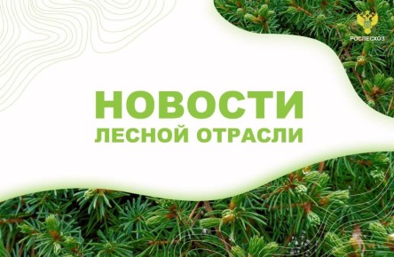 ТАСС: В Забайкалье потушили лесной пожар площадью 100 тыс