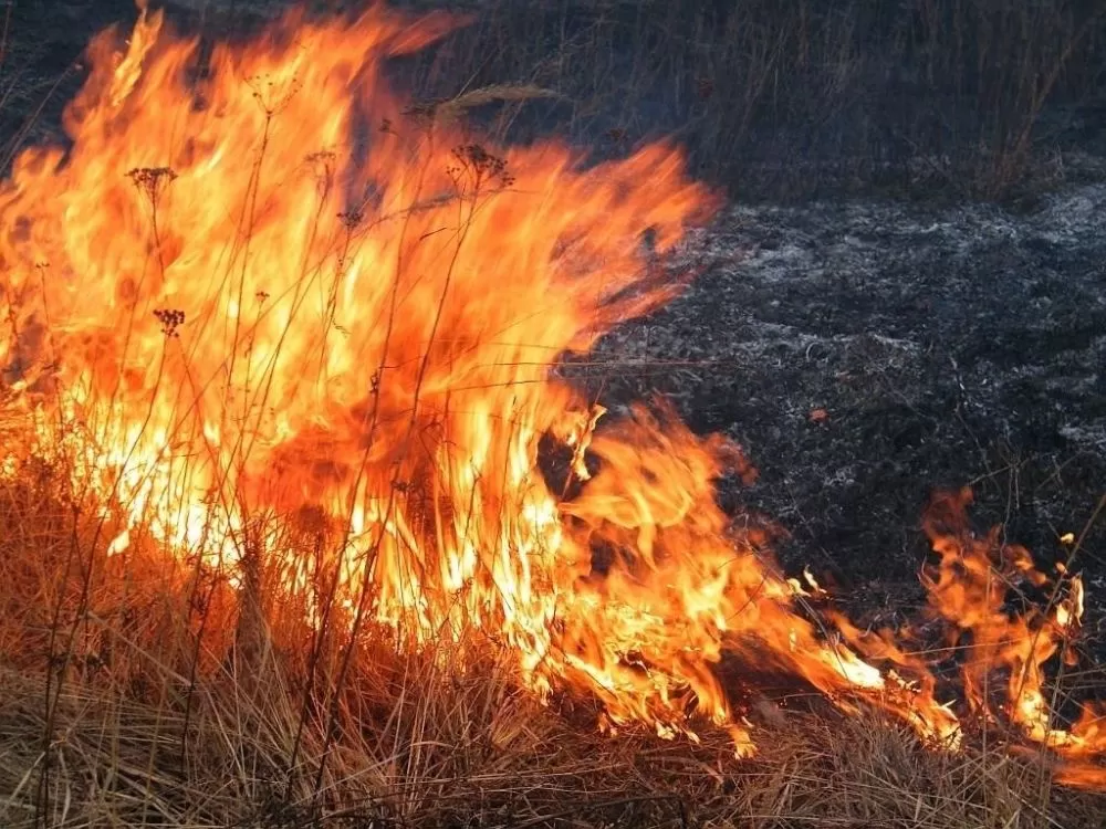 Не жгите сухую траву!. В минувшие сутки, 28 мая, на территории краевого центра произошло 14 пожаров, в том числе четыре бытовых