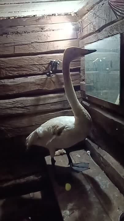    . ,   ,     