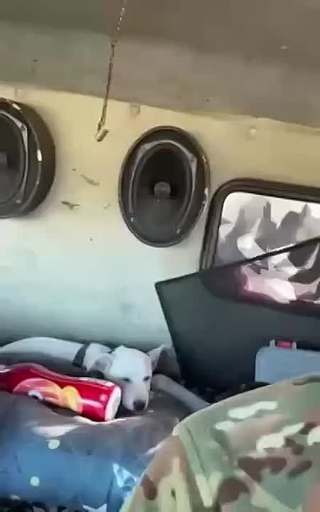 Боец из Бурятии подобрал щенка в зоне СВО