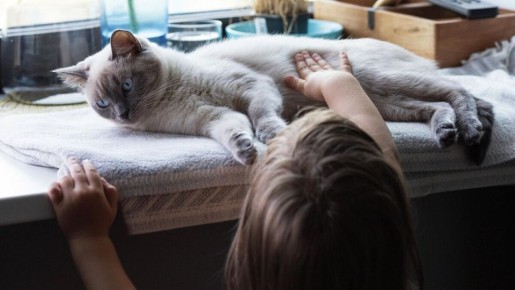 Почему коты не всегда любят поцелуи и как лучше с ними общаться